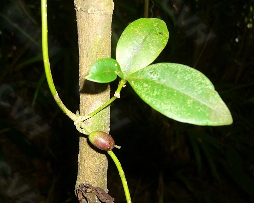  p>乐东链珠藤(学名: i>alyxia sinensis /i>&nbsp;champ.