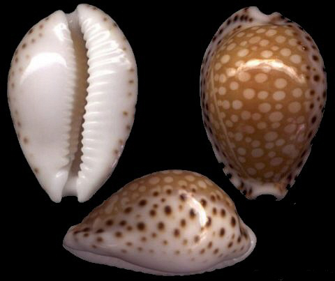  p>满天星宝螺(学名:cribrarula gaskoinii gaskoinii)是腹足纲宝螺科