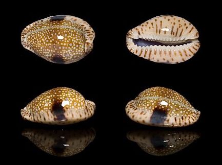  p>对斑宝螺(学名:erosaria nebrites nebrites)