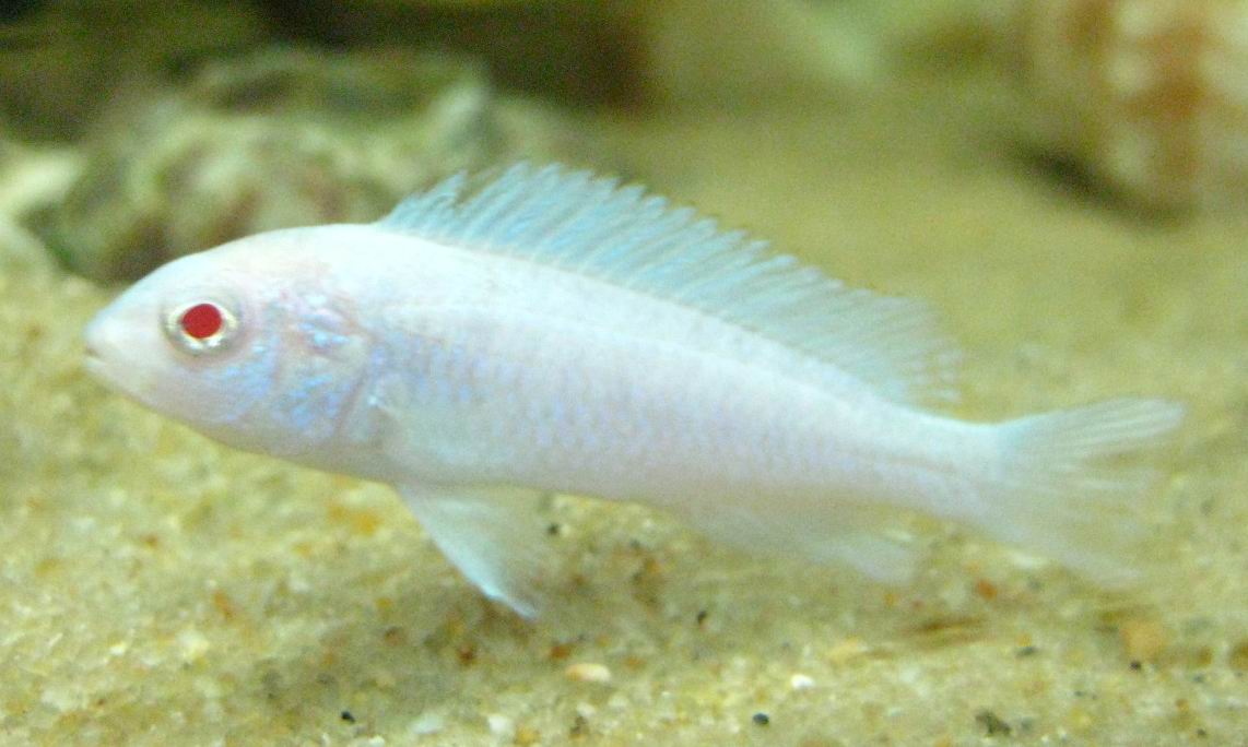 gnbajvgz5t">雪鲷, a target="_blank" href="/item/非洲慈鲷/571031"