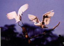  p>蜀山春晓位于安徽省蜀山区西部合肥西郊9公里,海拔284米,总占地