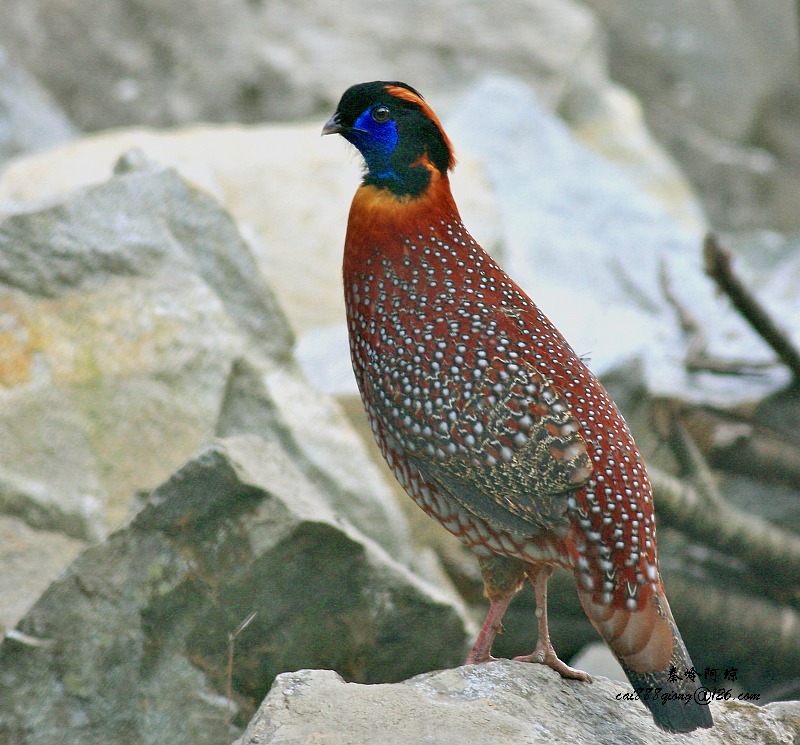  p>红腹角雉(学名: i>tragopan temminckii /i>)属于鸡形目雉科,雄鸟