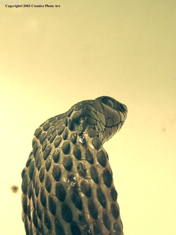  p>唾蛇(学名:hemachatus haemachatus)是蛇亚目眼镜蛇科下一个有毒的