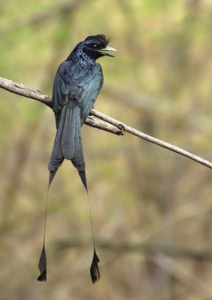 dicrurus paradiseus rangoonensis