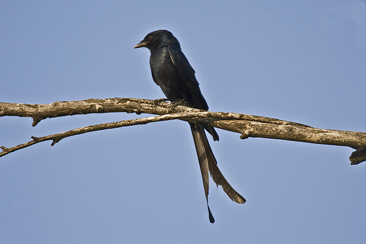 p>黑卷尾泰国亚种(学名:dicrurus macrocercus thai)是雀形目卷尾科
