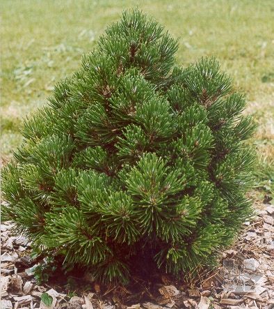  p>偃松(学名: i>pinus pumila  /i>(pall.) regel)是松科松属植物.