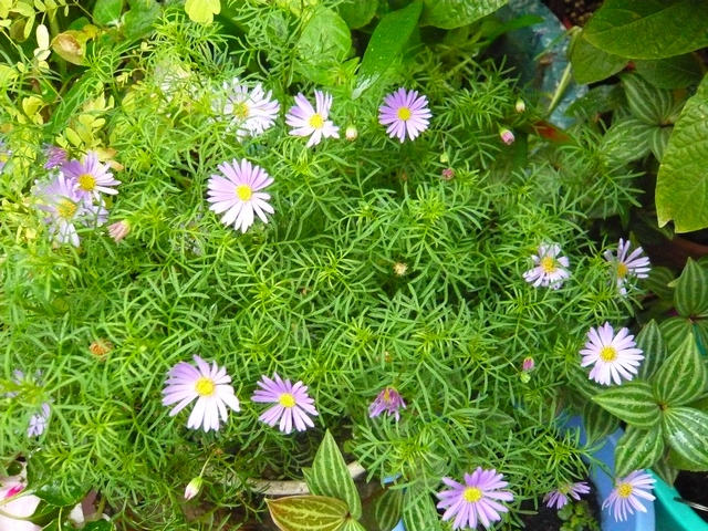 养殖鹅河菊最好使用酸性土壤,每天要给它充足的光照