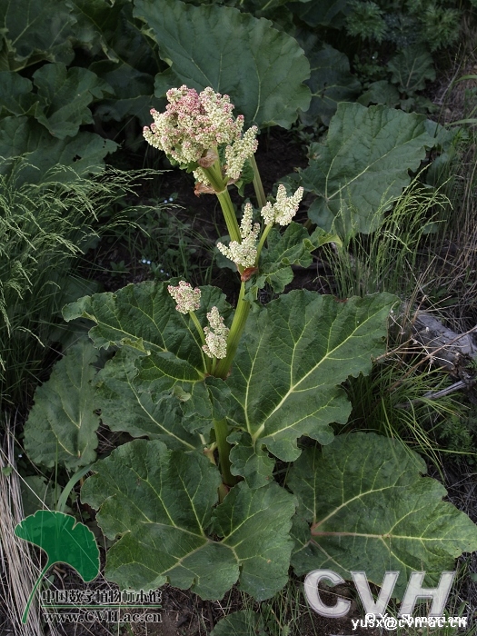  p>华北大黄(拉丁学名: i>rheum franzenbachii /i> munt.