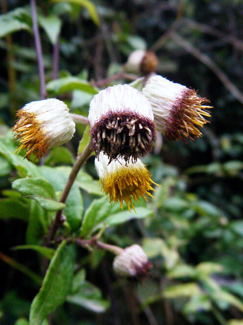 h">大头艾纳香是一种 a target="_blank" href="/item/菊科/2659935"