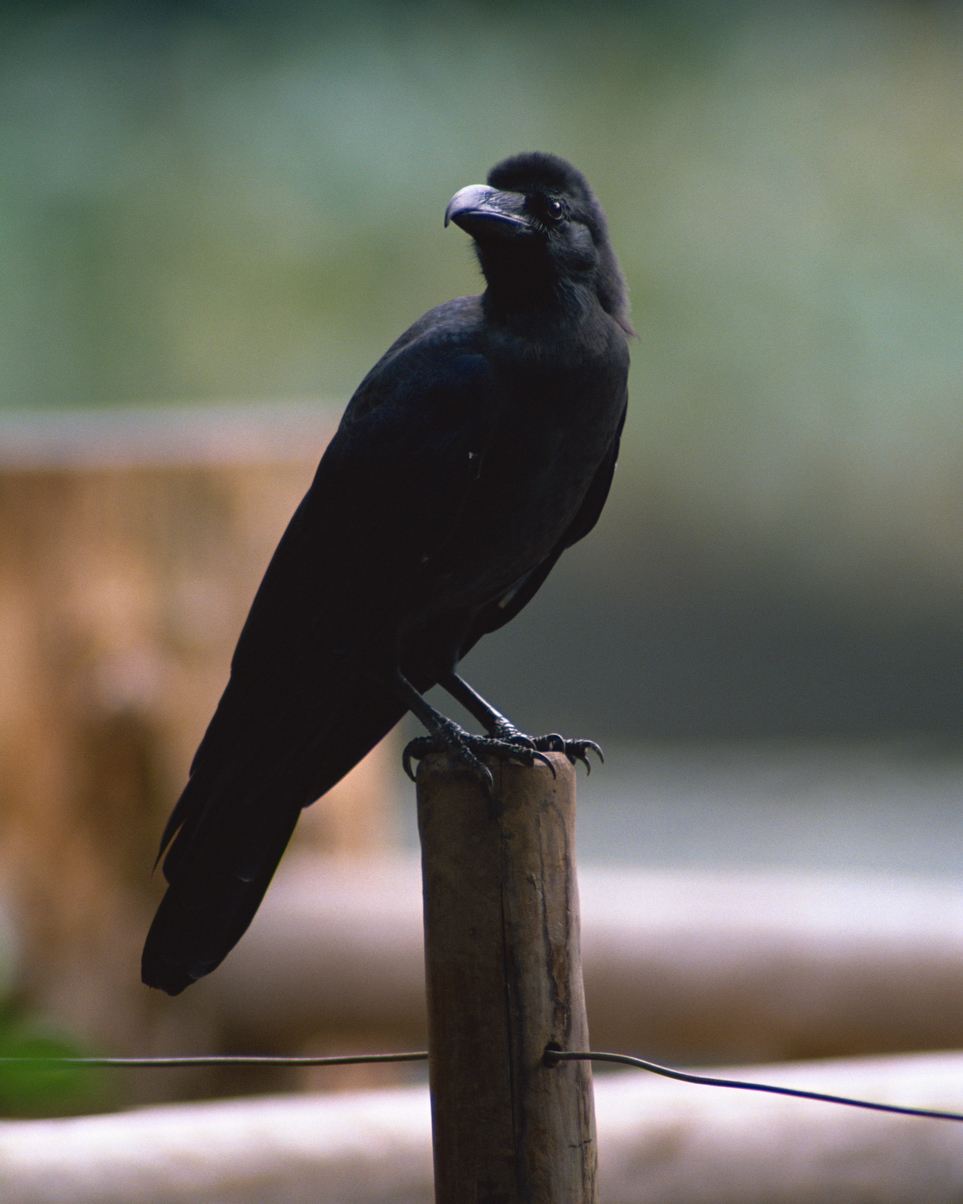  p>鸟纲,雀形目,鸦科(corvidae)部分种类的通称.体型大,羽色大多单纯.