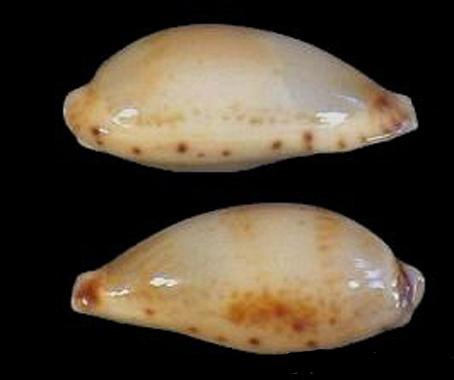  p>姑娘宝螺(学名:palmulacypraea musumea musumea)是腹足纲宝螺科的