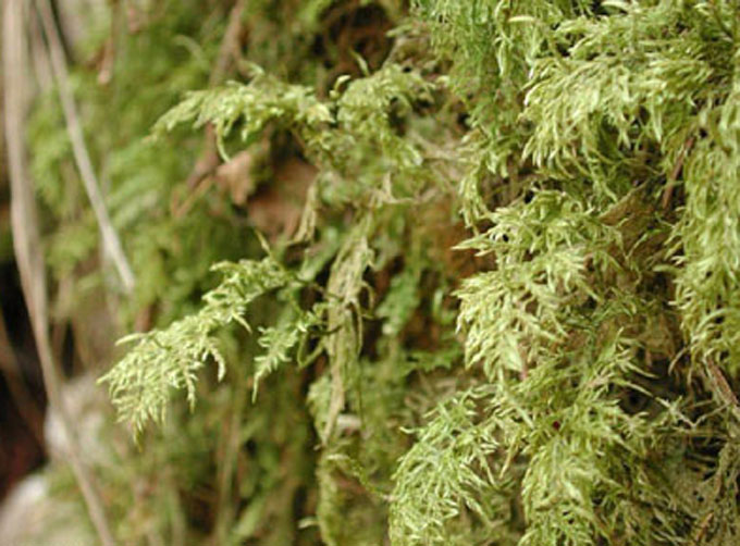  p>塔藓(学名:hylocomium splendens)塔形,硬挺,绿色或鲜绿色,有绢丝