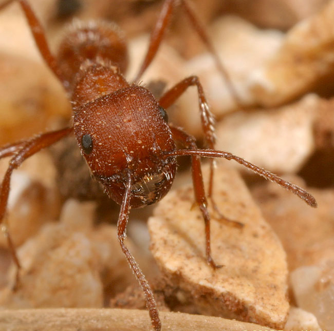 西方收获蚁(学名:pogonomyrmex occidentalis)是一种具社会性生活习性