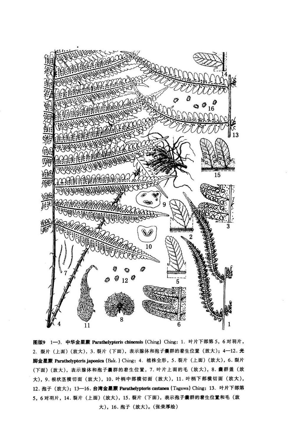  p>金星蕨科属于薄囊蕨纲植物. 陆生植物.