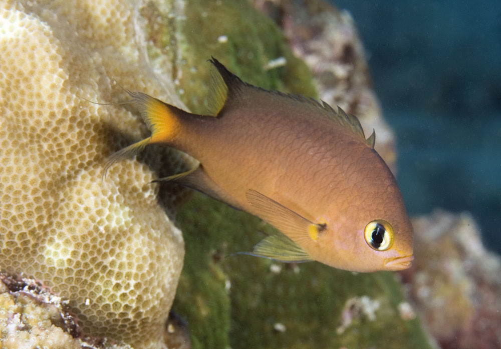 chromis atripes