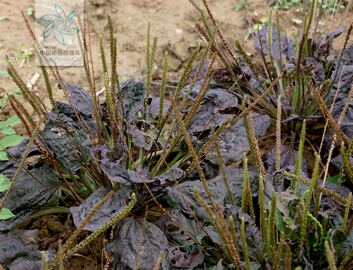  p>巨车前(学名:plantago maxima juss. ex jacq.