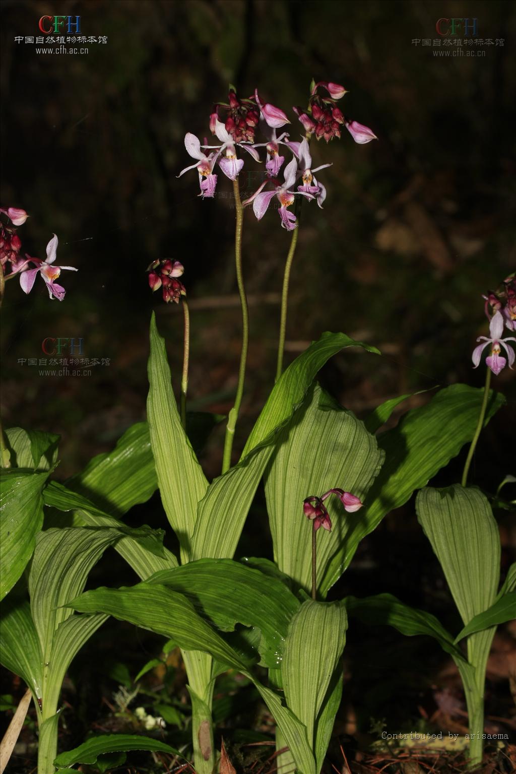  p>虾脊兰(学名: i>calanthe discolor /i>  lindl.