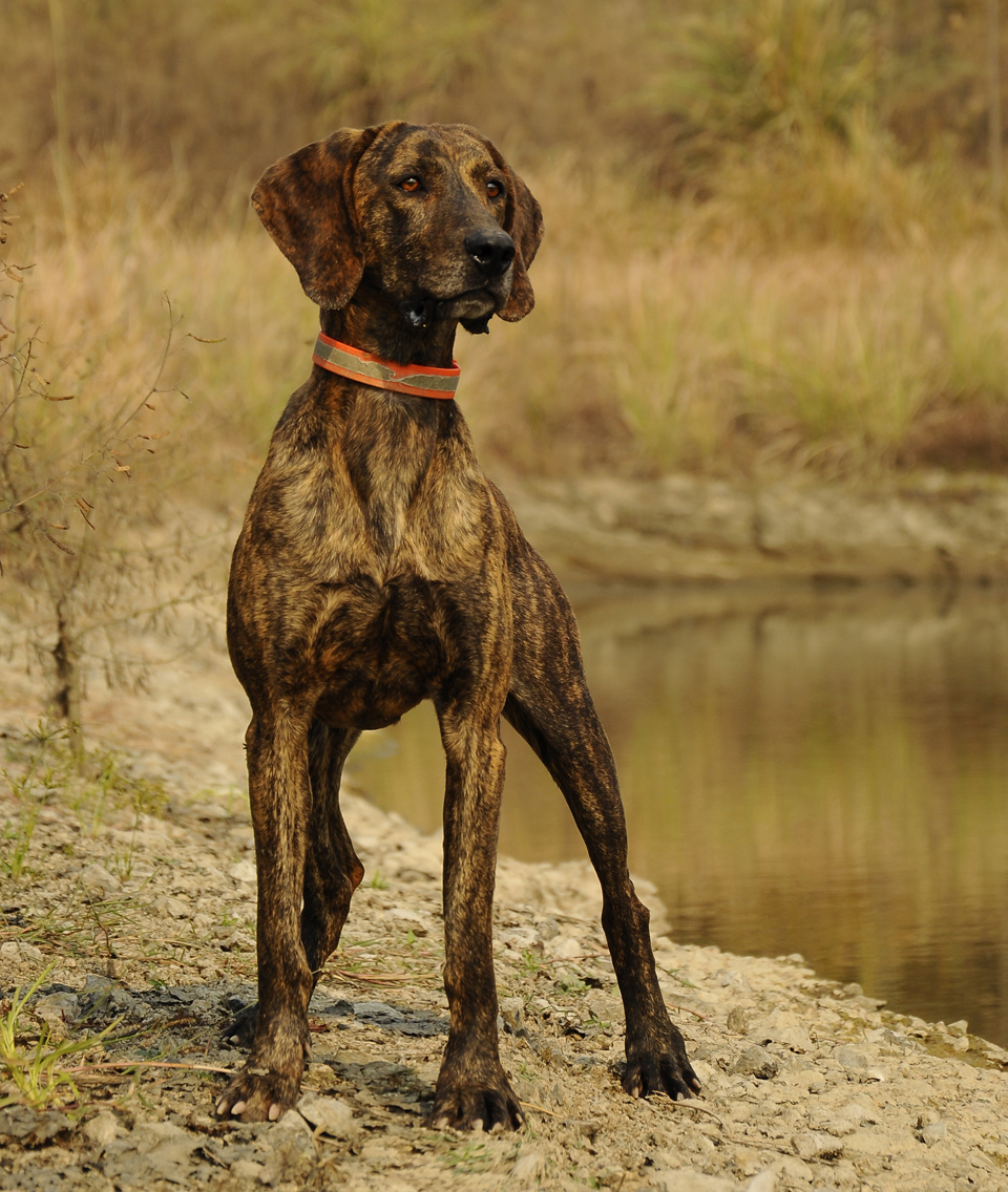  p>普罗特猎犬(plott hound)是一种大型群猎犬,原产地是美国,起源于18
