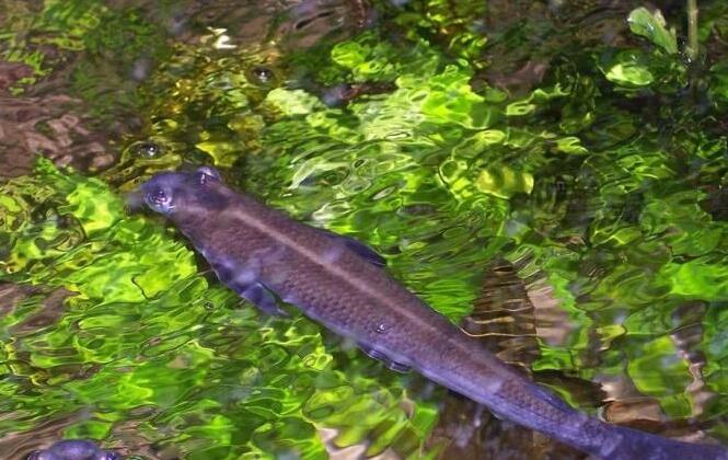 ">中美洲 /a>和南美河流里的小鱼,长着非常奇特的眼睛,外形似蛙眼