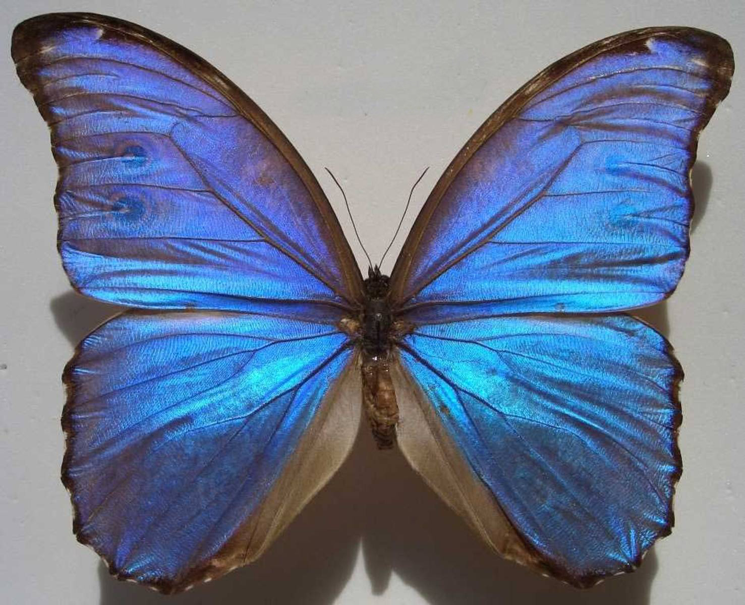 morpho nestira