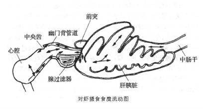 肝胰脏_百度百科