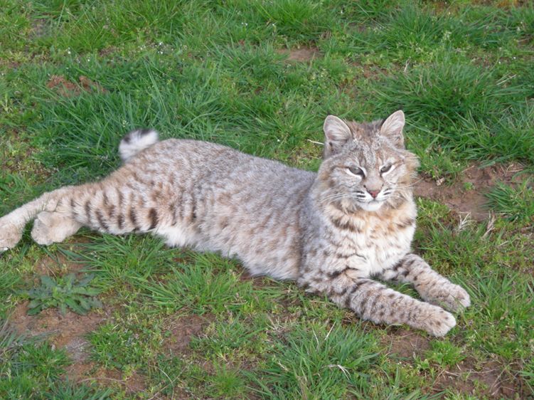  p>短尾猫苏必利尔湖亚种(学名: i>lynx rufus superiorensis /i>)是