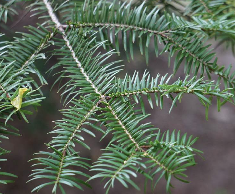 是松科冷杉属植物,乔木,在原产地高达50米,胸径达2米;树皮暗灰色或暗