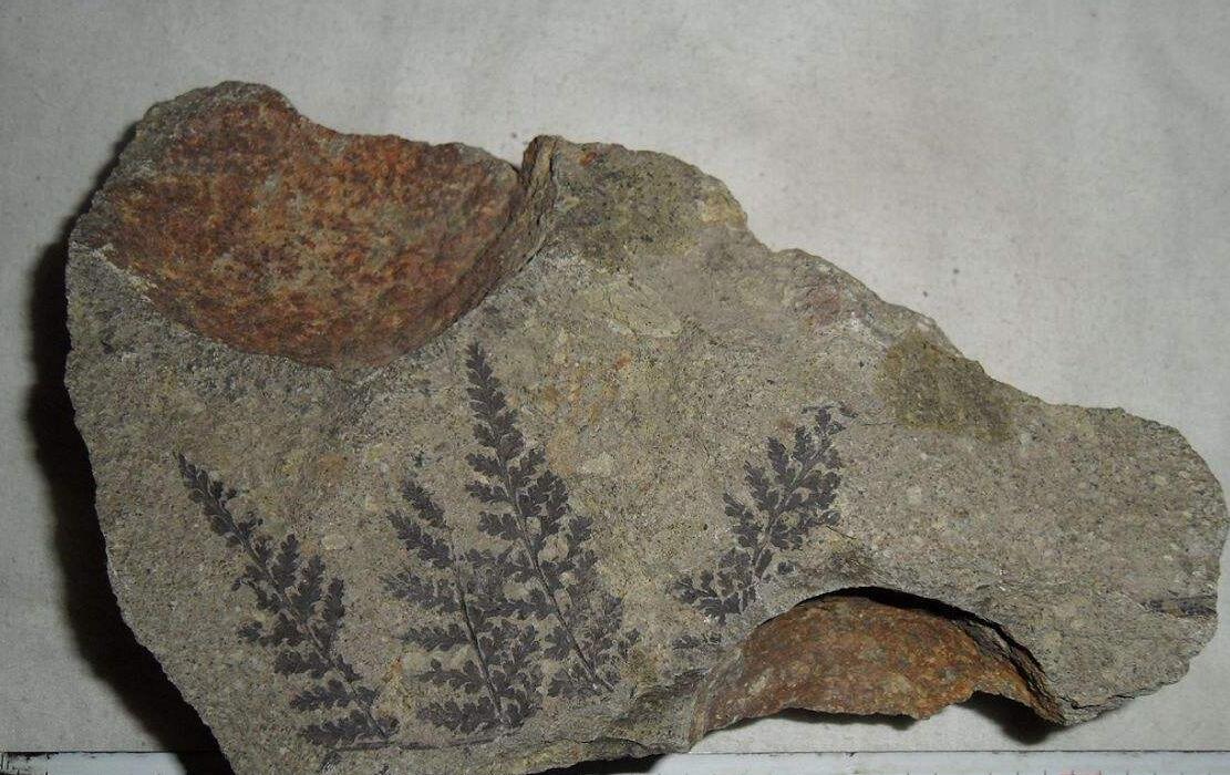  p> b>化石蕨 /b> fossil ferns fossil pteridophytes,蕨类植物是