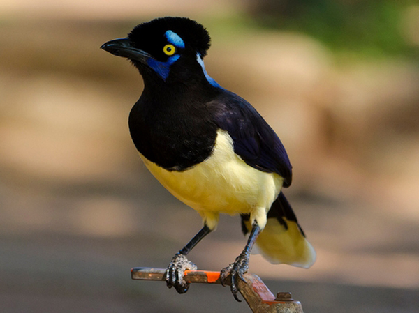  p>鸟类羽冠(bird crista):亦称 a href="#" data-lemmaid="22736143"