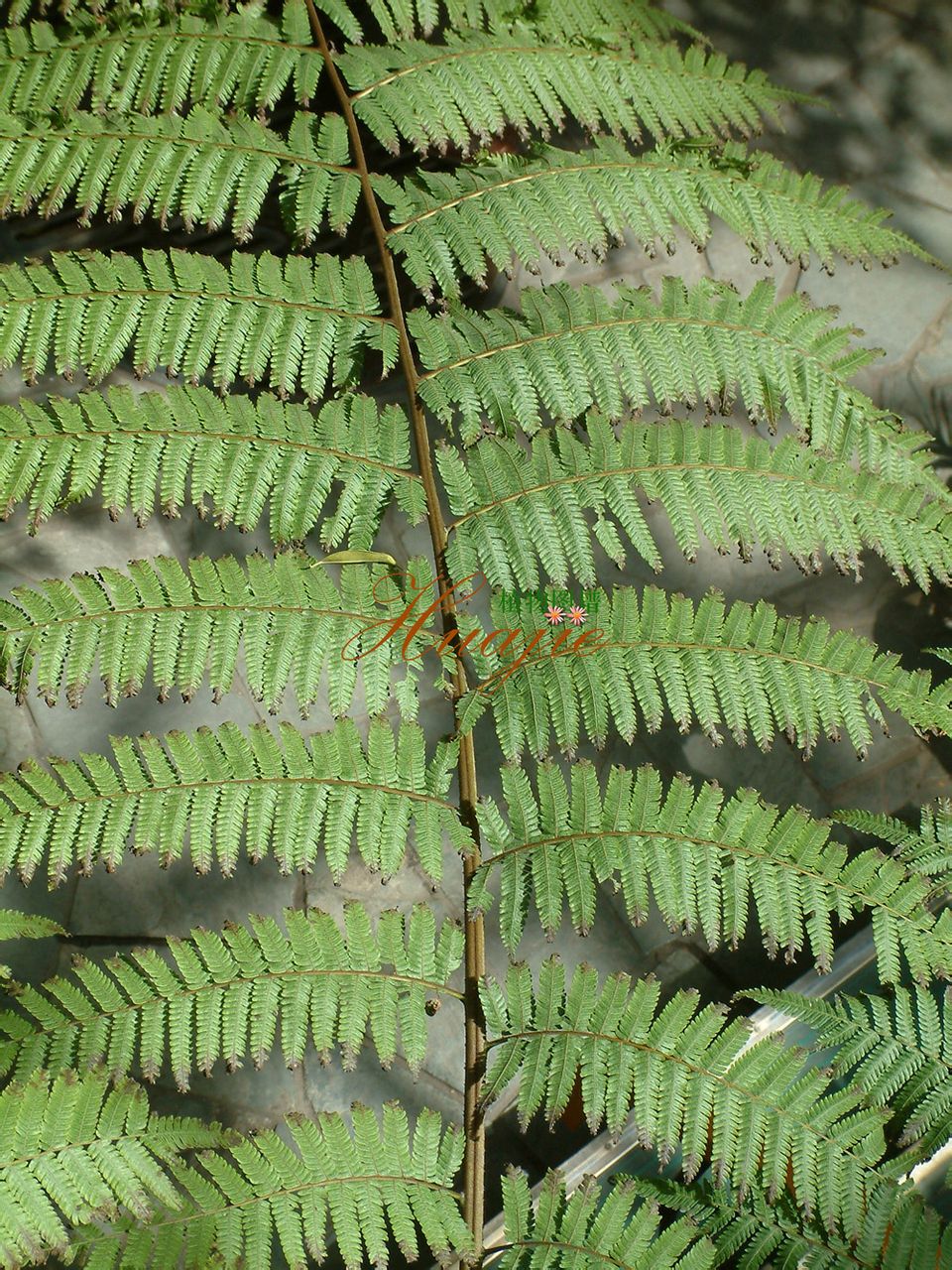  p>乌毛蕨(学名:blechnum orientale)是乌毛蕨属的一种植物,生长于