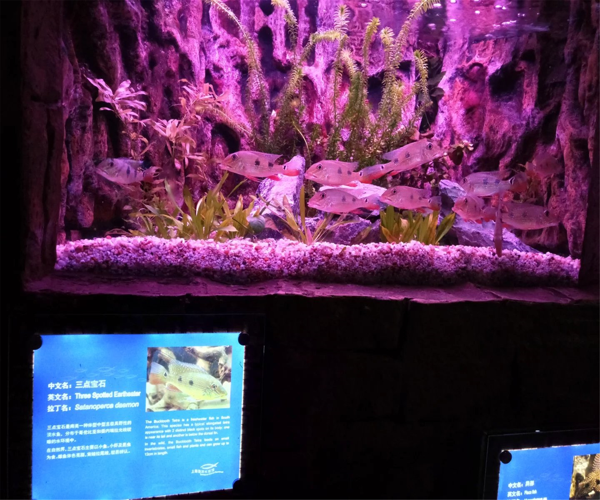  p>上海海洋水族馆位于中国上海市浦东新区陆家嘴环路1388号,紧邻