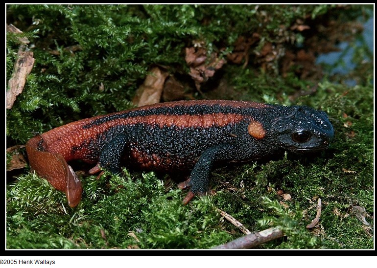  p>贵州疣螈(学名:tylototriton kweichowensis),两栖类动物, a href=