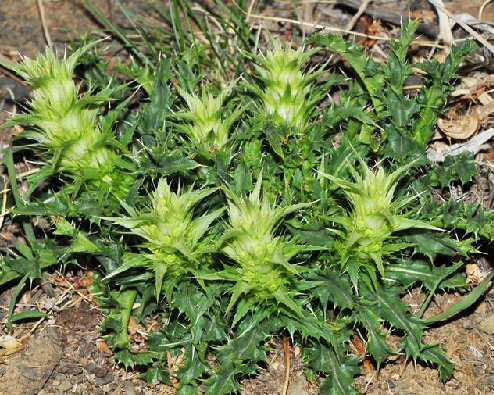 为川续断科植物圆萼刺参 i>morina chinensis /i> (bat.