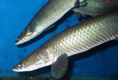 arapaima leptosoma
