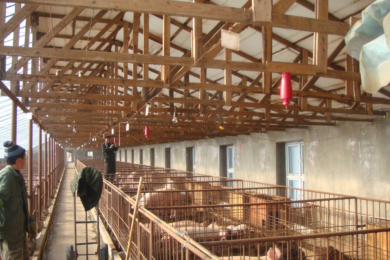 发酵床养猪法菌种