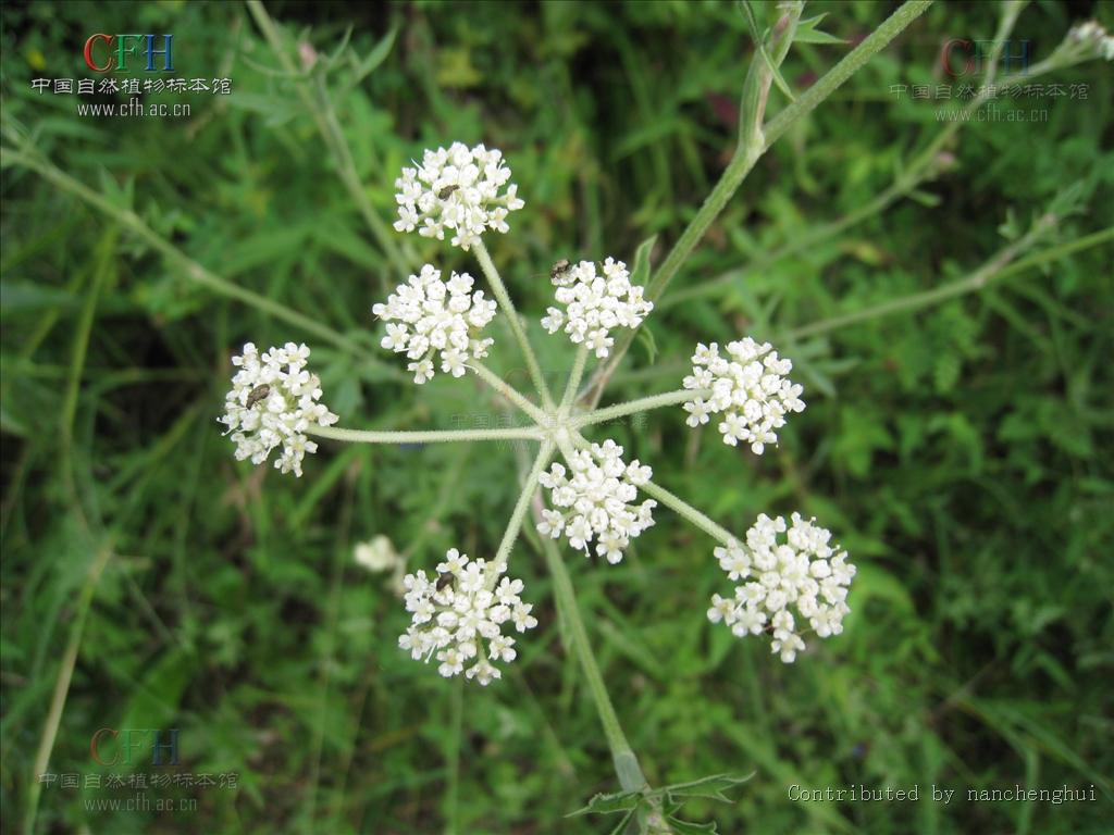  p>前胡属,通常为多年生直立草本.