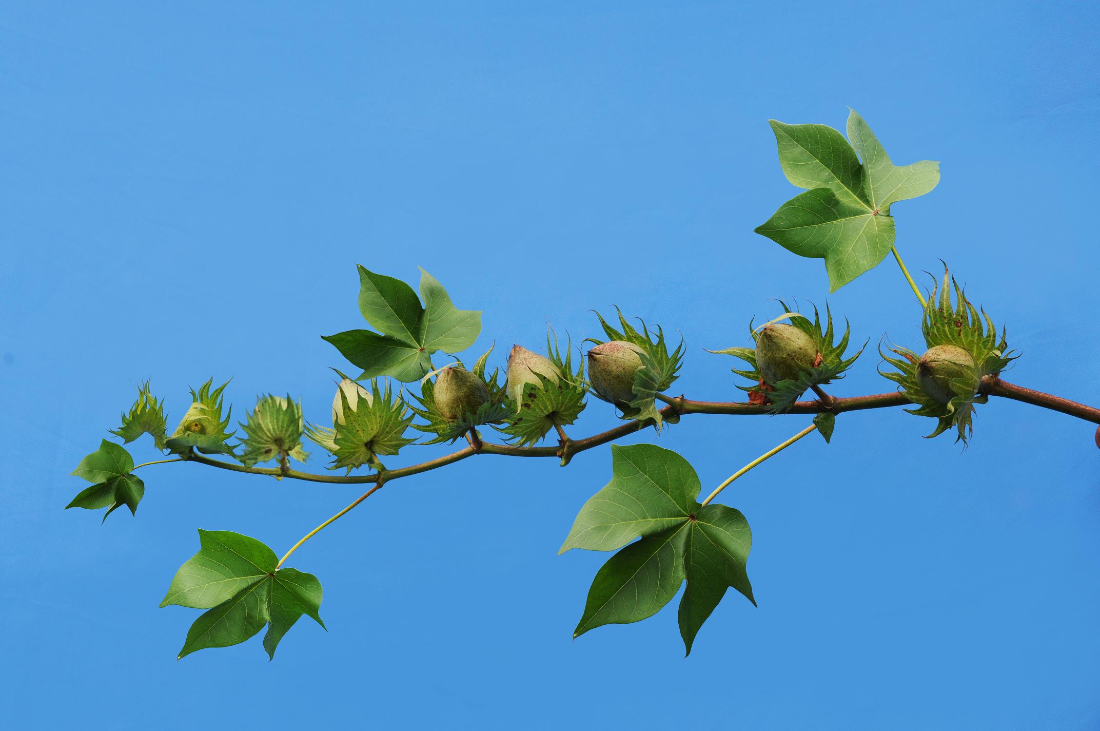 一年发生5代,主要种类有绿盲蝽蟓,三点盲蝽蟓,苜蓿盲蝽蟓等.