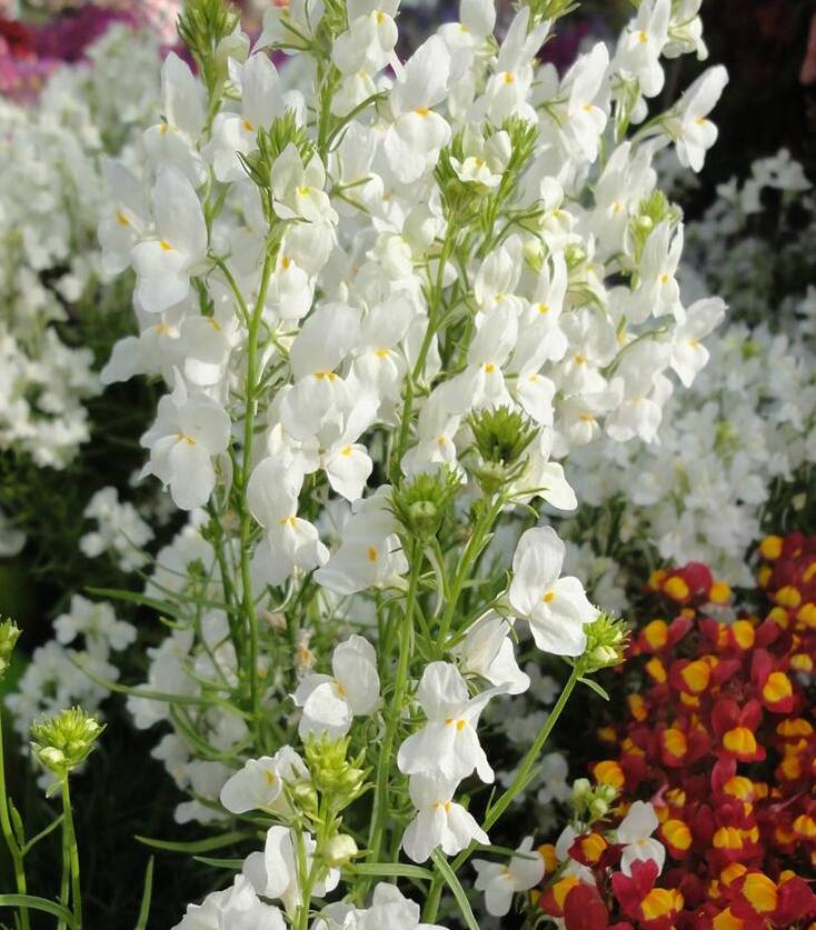linaria