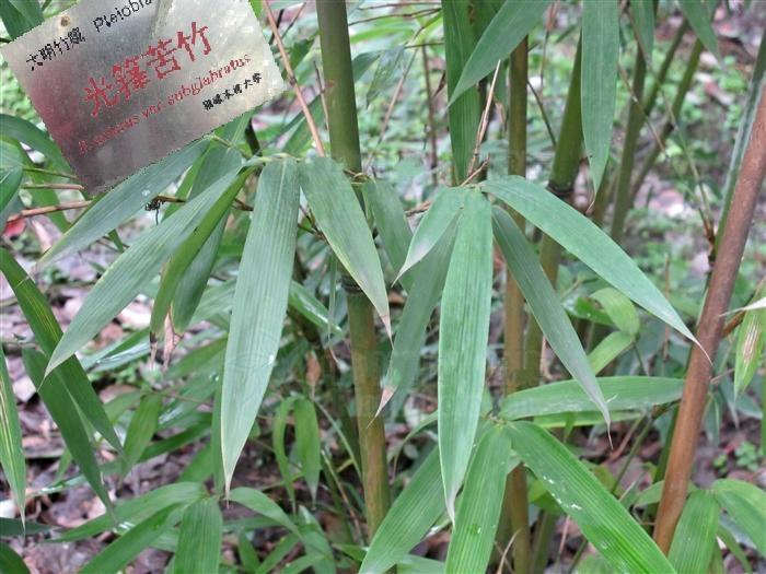  p>光箨苦竹( a href="#" data-lemmaid="8074290">学名 /a>:pleio