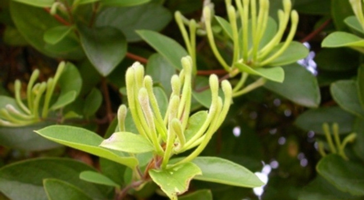  p>水忍冬(学名: i>lonicera dasystyla /i> rehd.