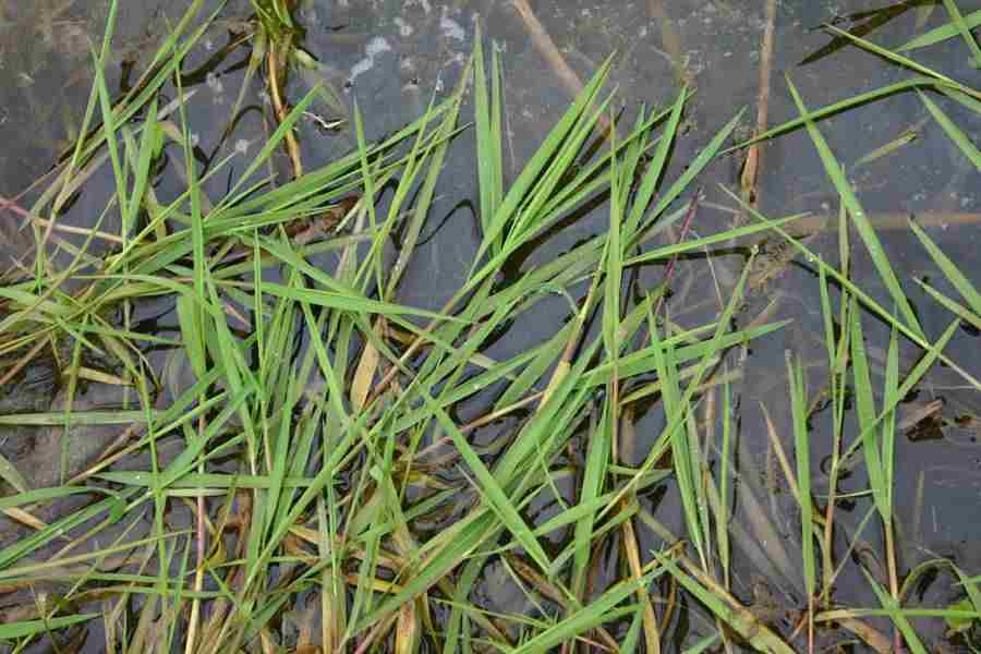  p>西伯利亚剪股颖(学名: i>agrostis /i>  i>stolonifera /i> l.