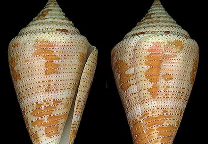  p>地图芋螺是新腹足目芋螺科的一类动物,螺壳尺寸为36 - 67 mm,分布