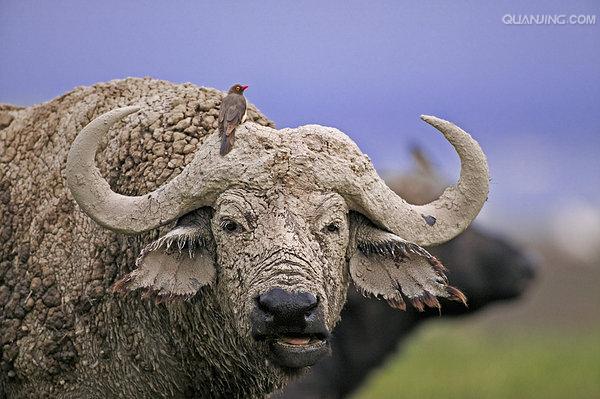  p>水牛(学名:bubalus bubalus,英文名称:asian buffalo)也叫印度水牛