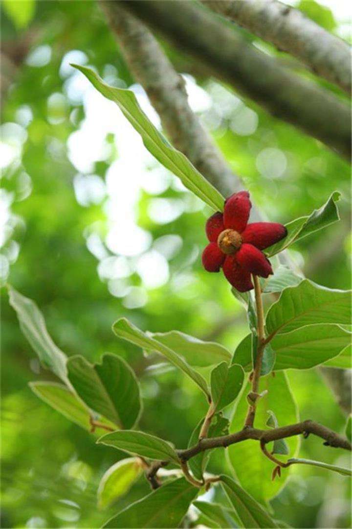  p>紫玉盘柯( a target="_blank" href="/item/学名/8074290" data