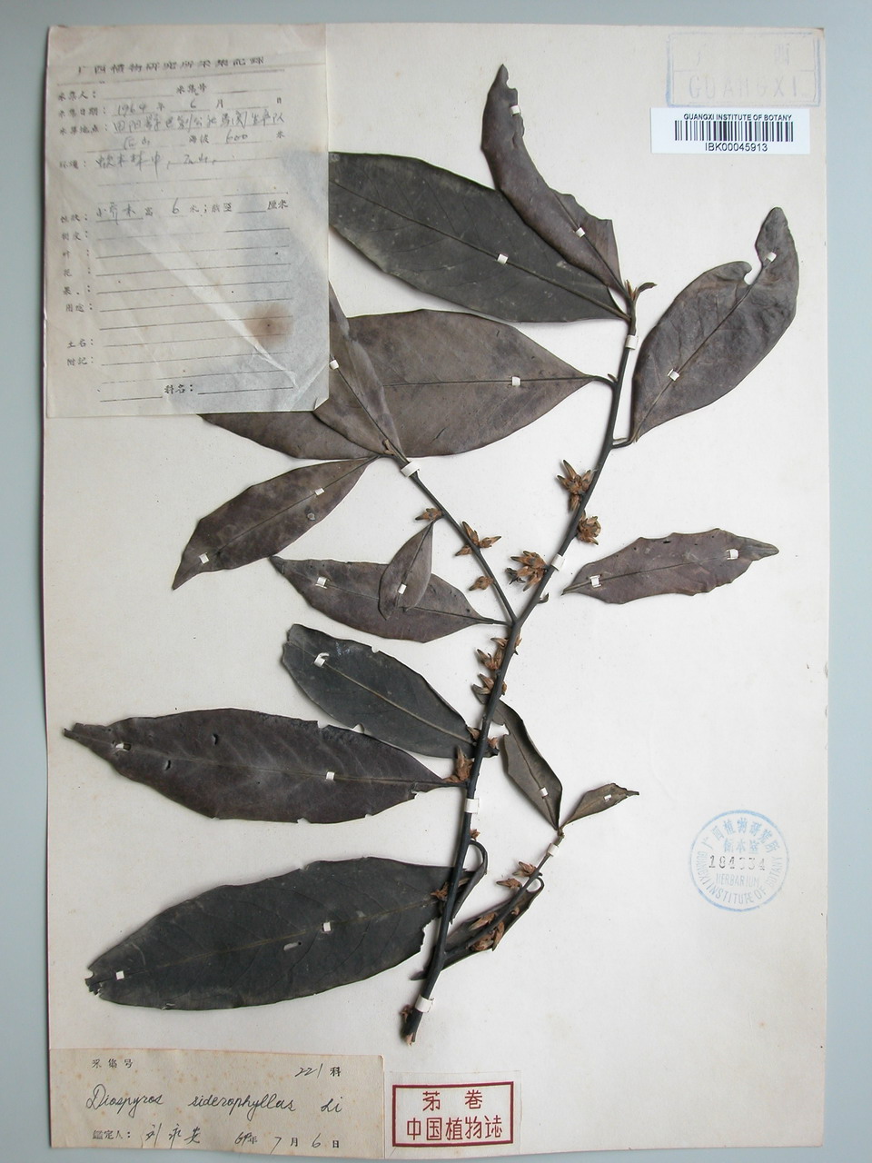  p>蚬木,拉丁学名: i>excentrodendron hsienmu /i>(chun et how) h.