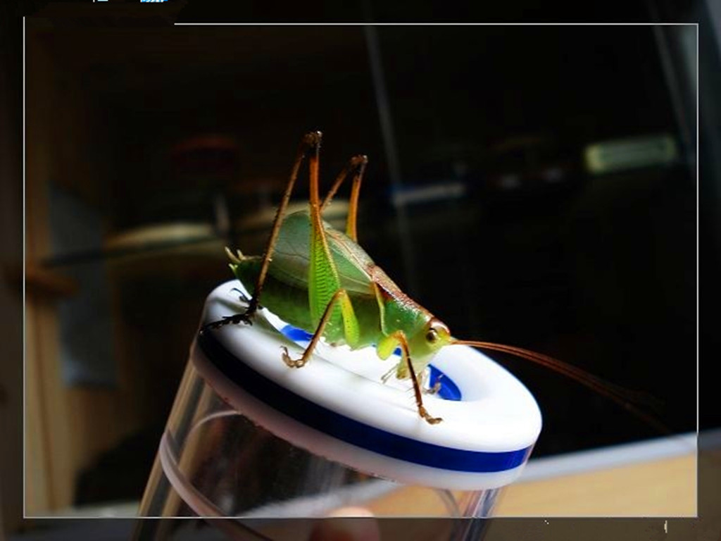  p>鼓翅鸣螽是螽斯科的一类动物.俗称姐儿,吉儿,扎儿.