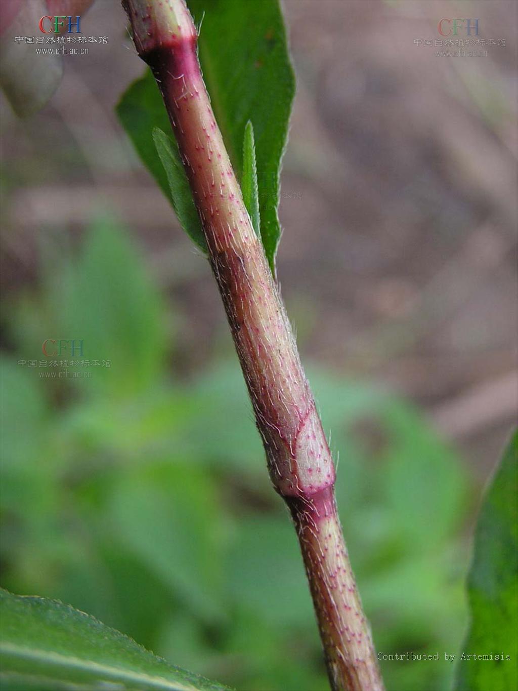 是 a>双子叶植物纲 /a>,蓼科,蓼属的一年生草本植物.