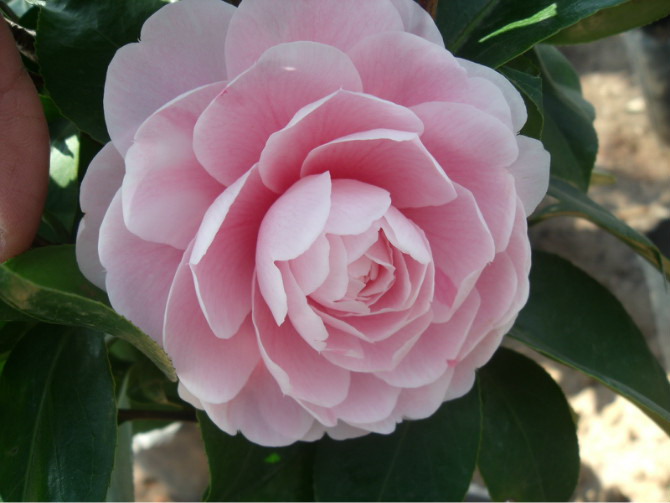 p>茶花(学名: i>camellia   /i>sp.