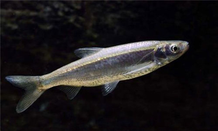  p>白鲦, i>hemiculter leucisculus /i> (basilewsky, 1855),鲌亚科 