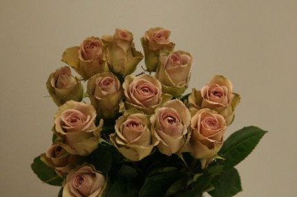  p data-id="gnwutxkcsp">失忆症(amnesia)是玫瑰花的一种,所以它的